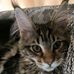 Hodowla kotów Devon Rex i Maine Coon LIERA - Facebook
