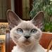 Kotomania hodowla kotów rasowych Devon Rex i Maine Coon - Facebook