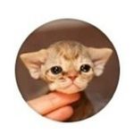 𝑫𝒆𝒗𝒐𝒏 𝒓𝒆𝒙 𝒌𝒊𝒕𝒕𝒆𝒏𝒔 🌿| Worldwide Shipping | Based in Poland - @devonrex_topkittens - Instagram