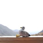 Devon Denton Sire of Seagulls - @devon_theseagull - Instagram