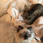 Shanti & Indie - @devon_doll_dream - Instagram