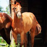 Devon Dougherty - @horseracing123 - Instagram