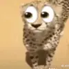 Coyote - @devon.dow.24 - TikTok