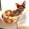 Duke & Ella The Devon Rex Cats - @duke.the.devon.rex - TikTok