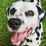 Duke - @duke_the_devon_dalmatian - Instagram
