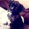 Duke The Devon boxer - @dukethedevonboxer - TikTok