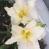 Devan Engle - @2184892050 - TikTok