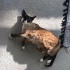 Eugenia T - @escobarthedevonrex - TikTok