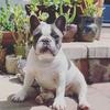 Devon Everett - @odin_the_frenchie - TikTok