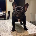 Devon Ewing - @608_frenchies - Instagram