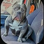 Devon Felton - @northriverbullys - Instagram