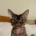 Finn - @finn_thedevon - Instagram