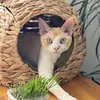 Finn the devon rex - @finn_the_devonrex - TikTok