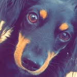 Devin Finnegan Pomares - @dev.the.dog - Instagram