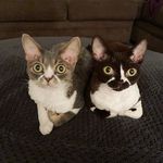 Suki and Fitts - @sukiandfitts_devonrex - Instagram