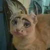 Devin Gorman - @bukkakotheclown - TikTok