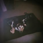 devon griffin-chapple - @dev_dog112 - Instagram