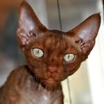 Hanna Devonrex Aby - @hannadevonrex - Instagram