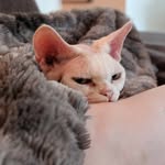 Higgs - @higgsthedevonrex - Instagram