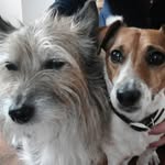 charlie & chums - @devonjacks - Instagram