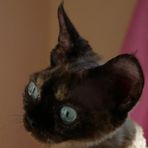Devon Rex Cattery by Amanda Key - Facebook