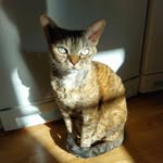 Ada "Lacy" Lovelace - @lacythedevon - Instagram