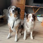 Devon McGrath - @_thepresidentialpups - Instagram