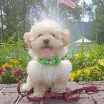 Devon Meyer - @tobyjames_bigadventures - Instagram