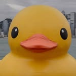 Devon Monahan - @disco_rubber_duck - Instagram