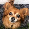 Devon, Norman, Fudge & Gang - @devonandthedogs - TikTok