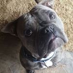 Devon Olson - @sir.lucious - Instagram