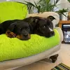 devonrutherford311 - @devonrutherford311 - TikTok