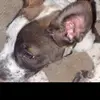 Devon - @devonsalazar4 - TikTok