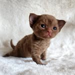 Татьяна Иващенко - @devons_amber - Instagram