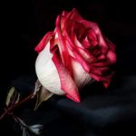 Devon Sawa - @devon.sawa.733 - Instagram