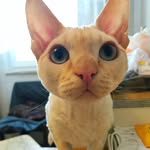 Sebastian🐾Seba - @devon_rex_sebastian - Instagram
