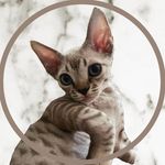 Mr.Sheldon 🐾 - @devonrex_sheldon - Instagram