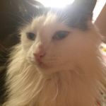 Devon Stephens - @mousealotfree - Instagram