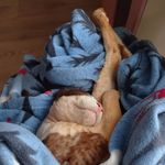 Девон-рекс - @devon_story_ - Instagram