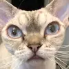 DevonStory - @lovemydrx - TikTok
