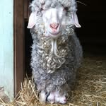 Devon Stringer - @humming_bee_farm - Instagram