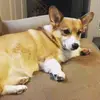 devon_thomas_01 - @devon_thomas_01 - TikTok