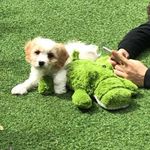 Devin Toner 🐾 - @devinthecavachon - Instagram