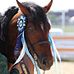 Devon Ridge Treasure Hunter-Connemara x Irish Draught Sport Horse Stallion - Facebook