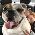 Devon Vogt - @bernie_the_brookside_bulldog - Instagram