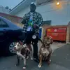 Notorious Cane-corso - @devontesmith32 - TikTok