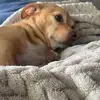 Dewbert - @deweybarrett - TikTok