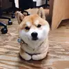 Petlover1 - @barridewey - TikTok