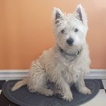 Dewey Bell - @bell_dewey - Instagram