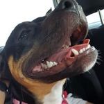 Dewey Bergmann - @deweybergmann - Instagram